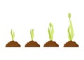 Tulip growth stages in the ground from a sprout